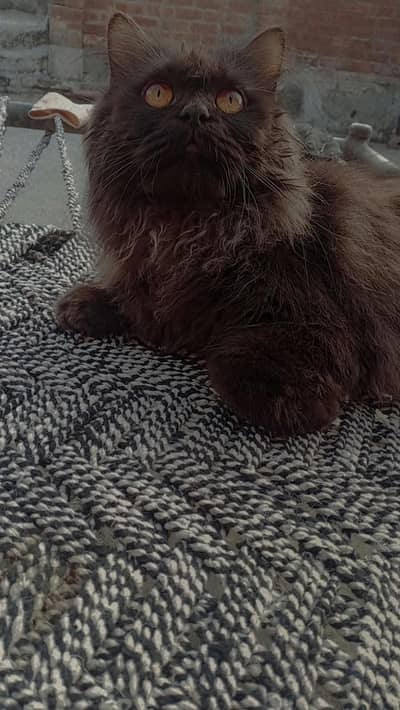 Persian Male Triple Coat