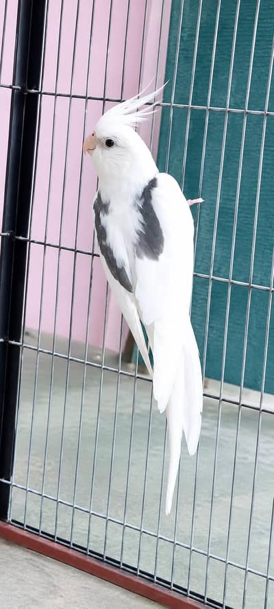 Eno V. pide Male