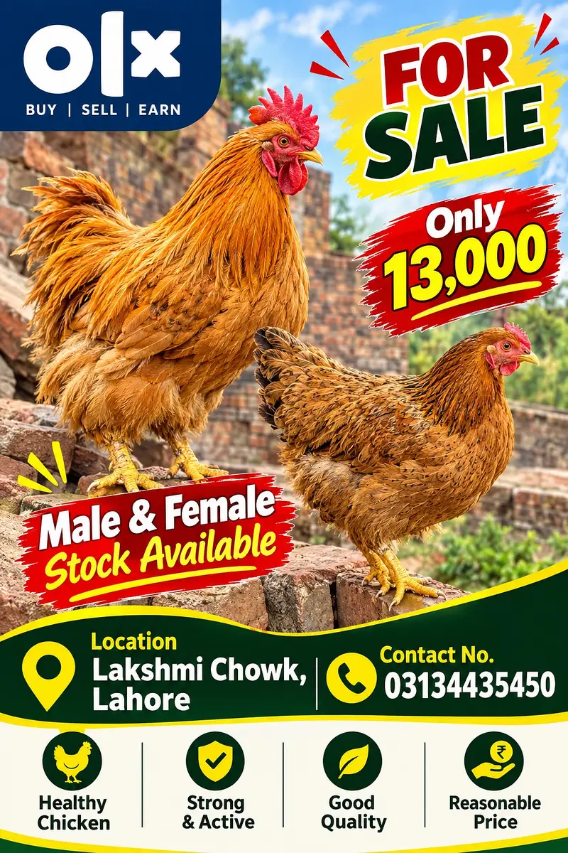 Golden Chicken Pair for Sale | Male & Female Stock Available | Rs. 13,