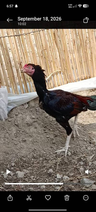 3 Aseel Mianwali x sindhi males