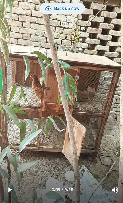 مرغیوں کا صاف ستھرا اور مضبوط پنجرہ"۔