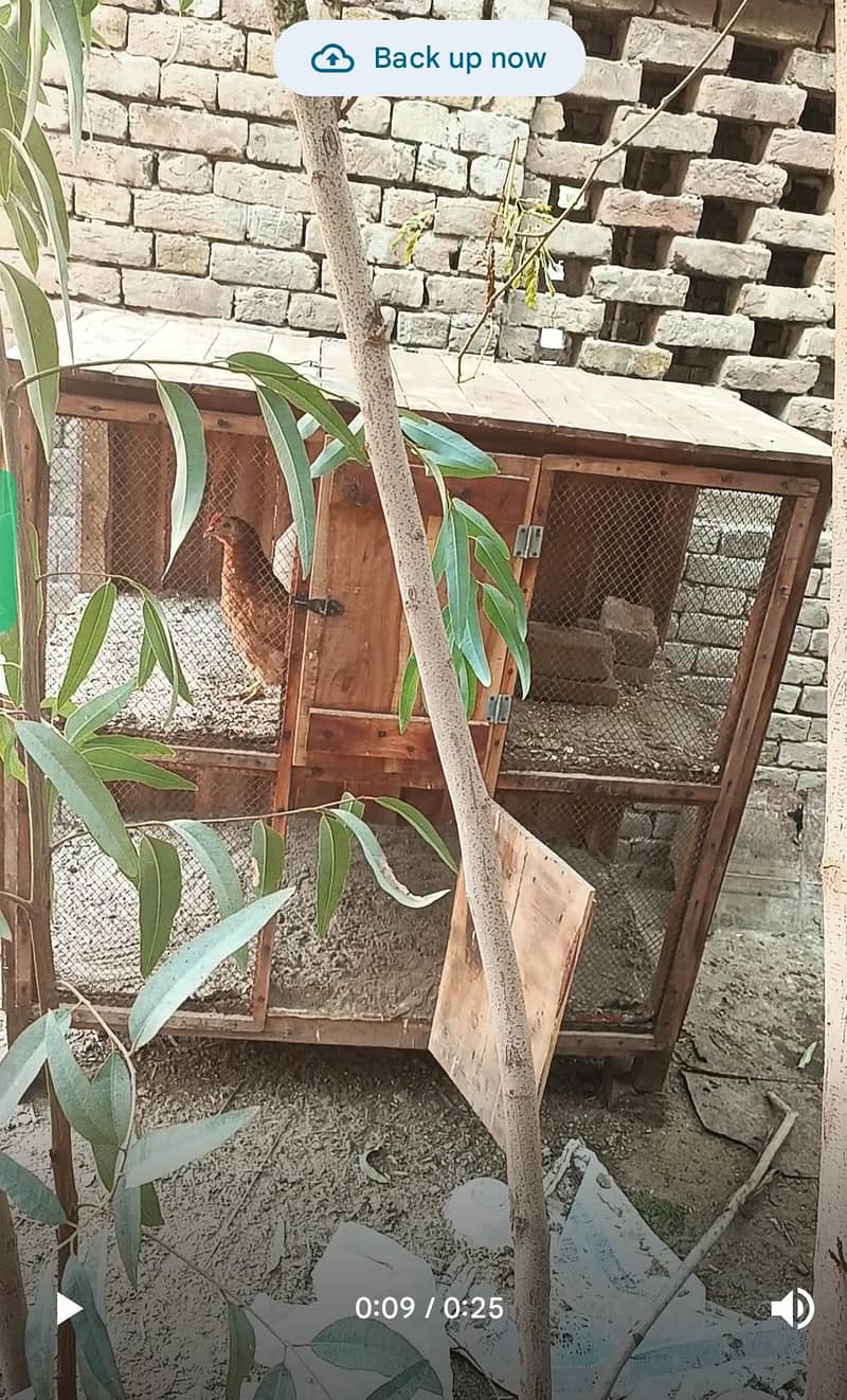 مرغیوں کا صاف ستھرا اور مضبوط پنجرہ"۔ 0