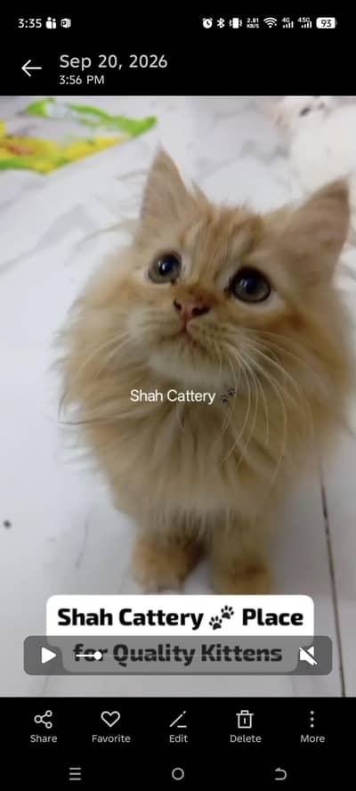 Persian Kitten Available for sell | Healthy and Active
