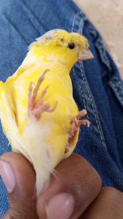 singing canary