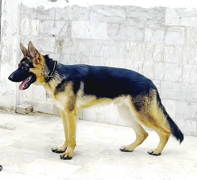 German Shehpard 10 Month Stock Coat Male