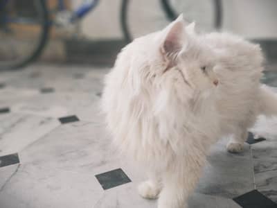 "CHARMING WHITE PERSIAN CAT FEMALE LOOKING FOR LOVING FAMILY"