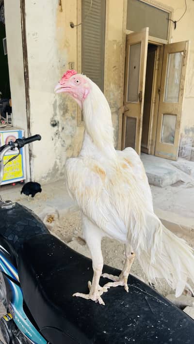 Aseel young patha boska