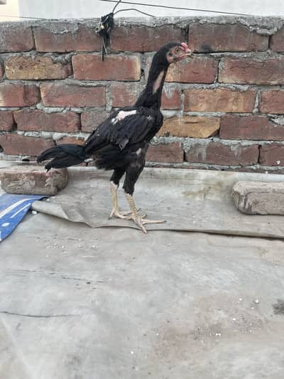 Aseel Thai pair male 5k female 3k 03243071070