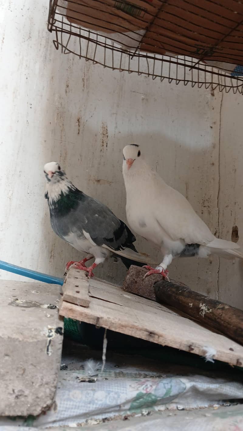 kabootar 1