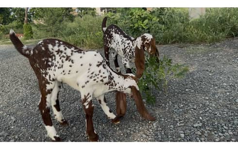Nagri bakri or 2 pathen makhi chini cross bread