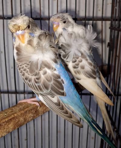 MAASHAALLAH BEAUTIFUL RECESSIVE PIED HOGOROMO PAIR LOOKING FOR NEW HOM