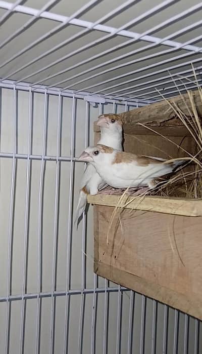 crusted Banglies Breeder pair