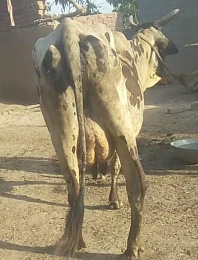 karas cow tazi sowi howi ha