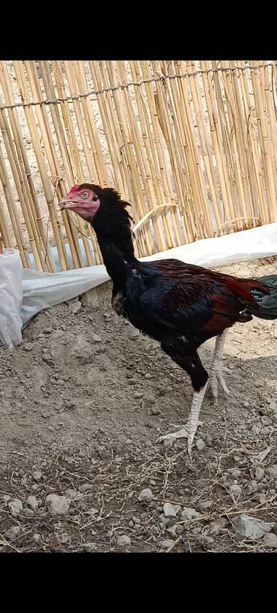 3 Aseel Mianwali x sindhi males 14000 ka 1.