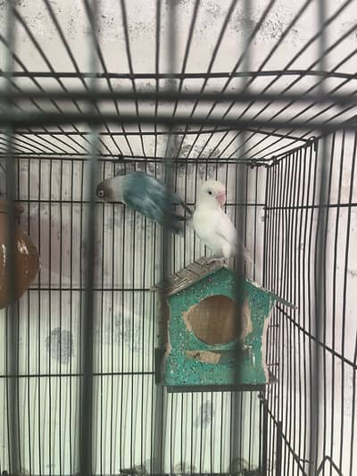 Love birds 2 pairs for sale