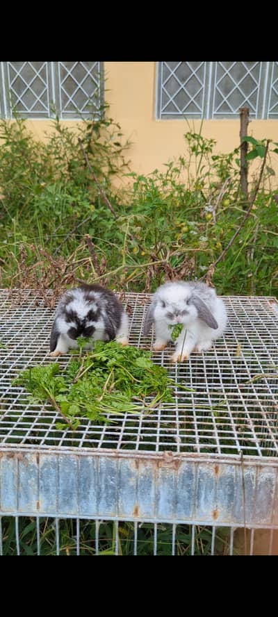 Holland lop bunys top breed