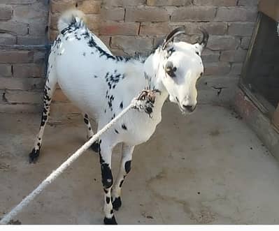 Barbra male 03007346005