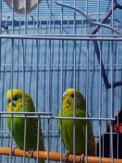 Australian parot