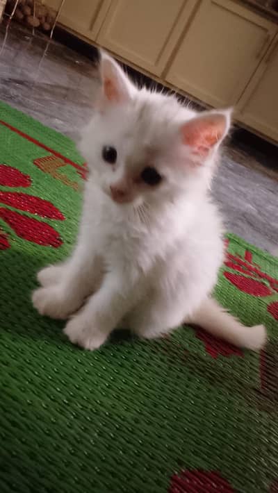 Baby cat