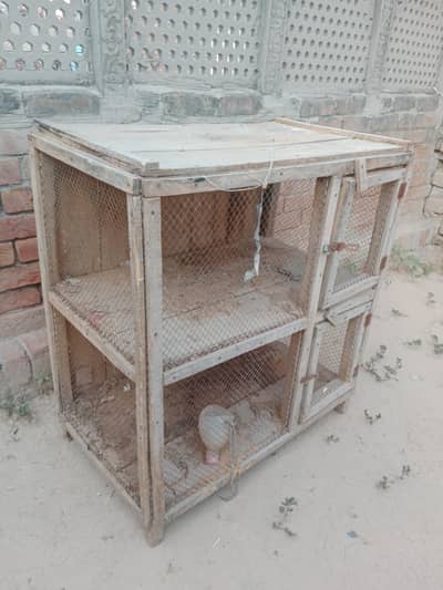 Birds Cage