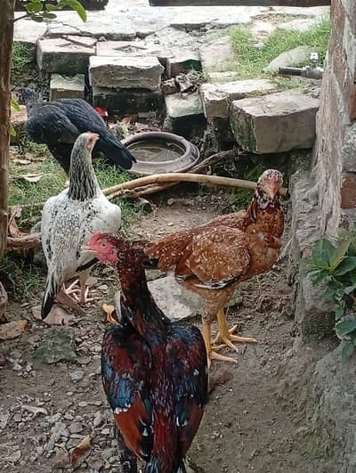 Aseel Hens for sale