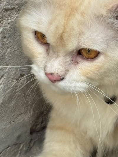 Male cat