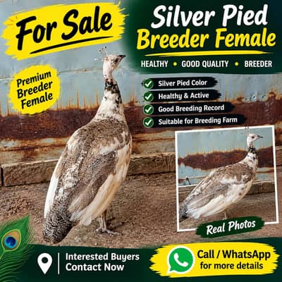 Silver pied Breader female for sale