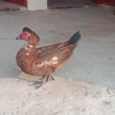 muscuay duck