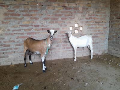 teda breder and abluk femail