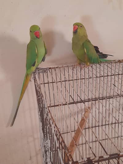 ghr k palla mitho pair with cage