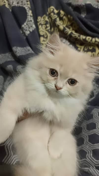 pure fluffy persian kittens for sale! heavy triple coated fluffy beaut