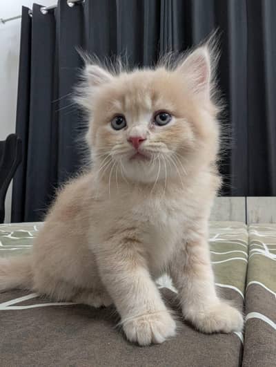 Male Persian Kitten For Sale
