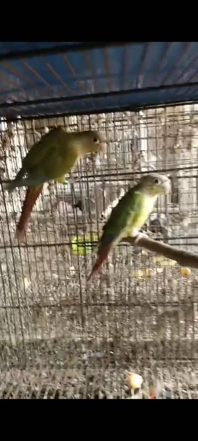 sun conure pineapple conure