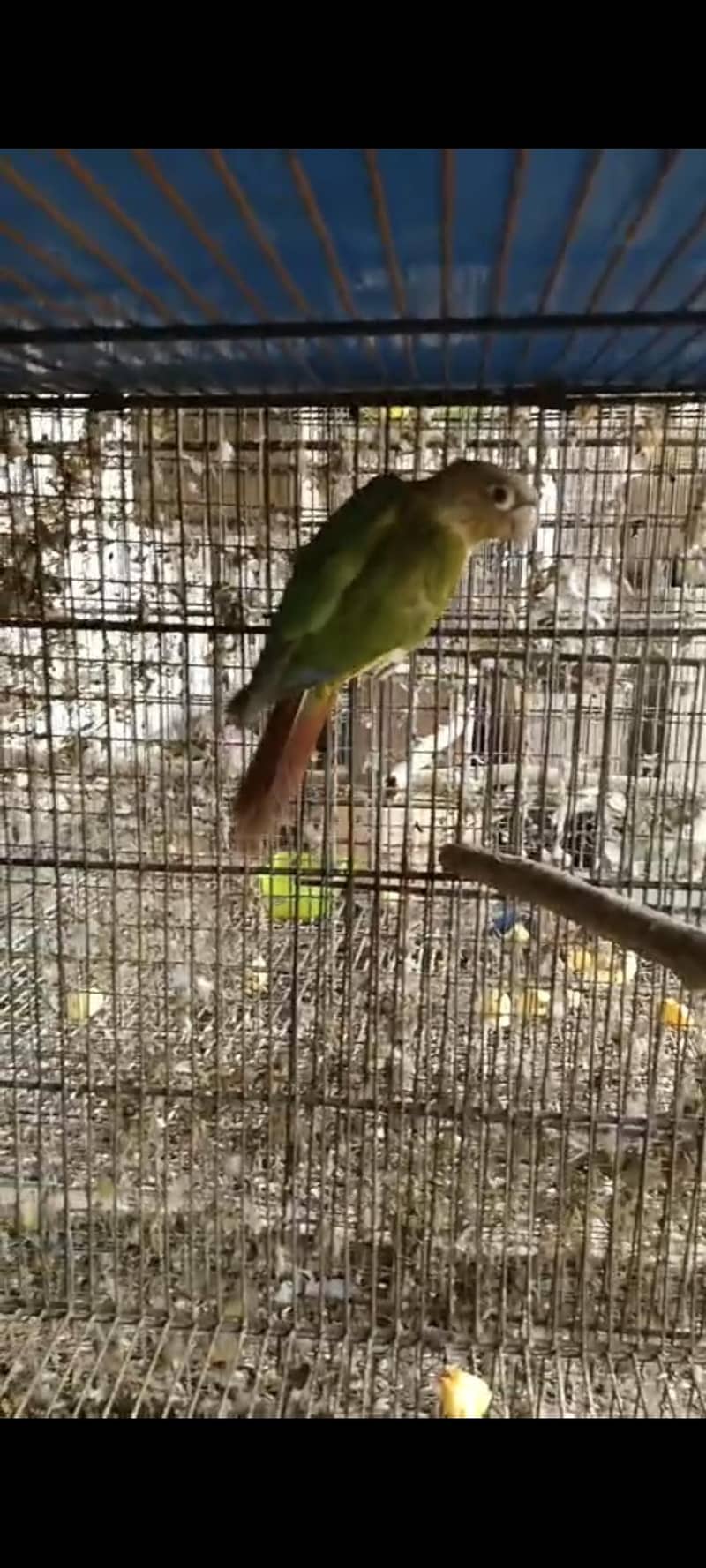 sun conure pineapple conure 1