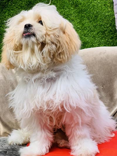 ShihTzu Puppy Male Available