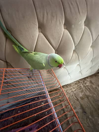 Fore sale