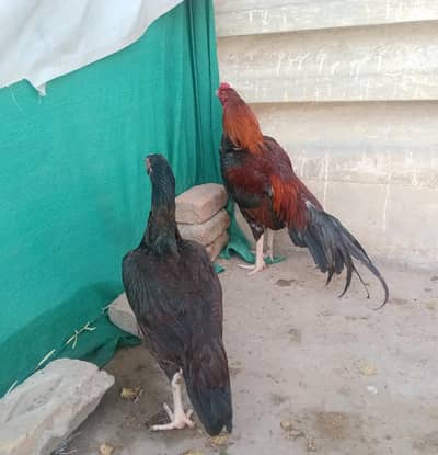 Aseel Mianwali