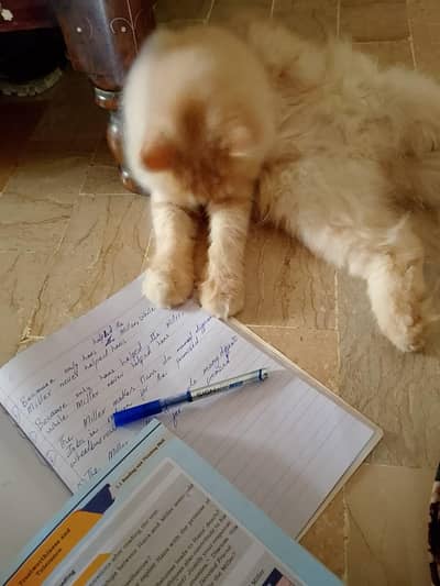 Persian male cat