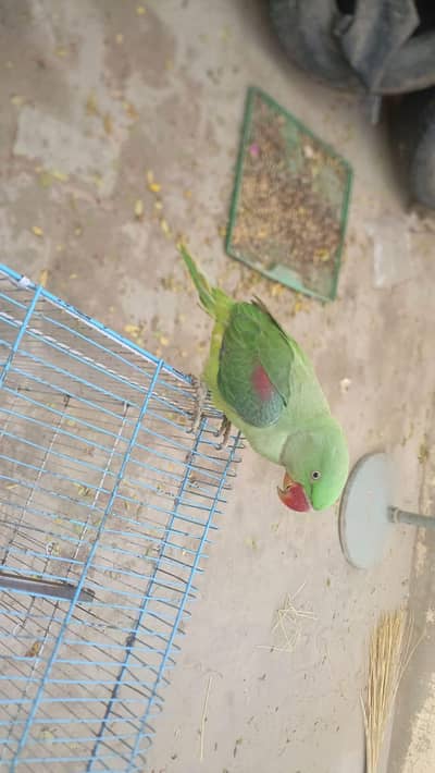 8 month old Healthy Mela Parrot Active Hand Tame