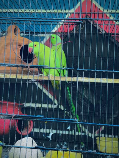 Ring Neck Parrots Pair with Cage & Breeding box