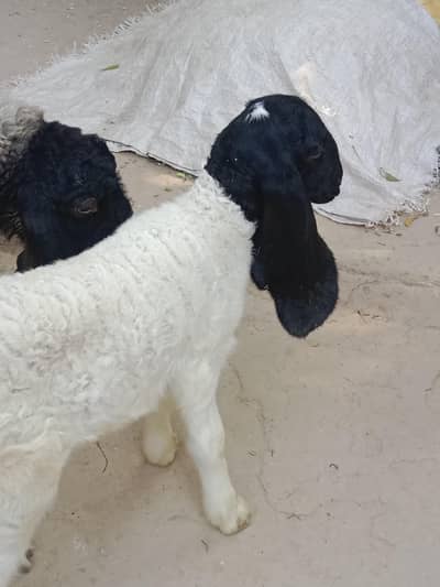 Sheep