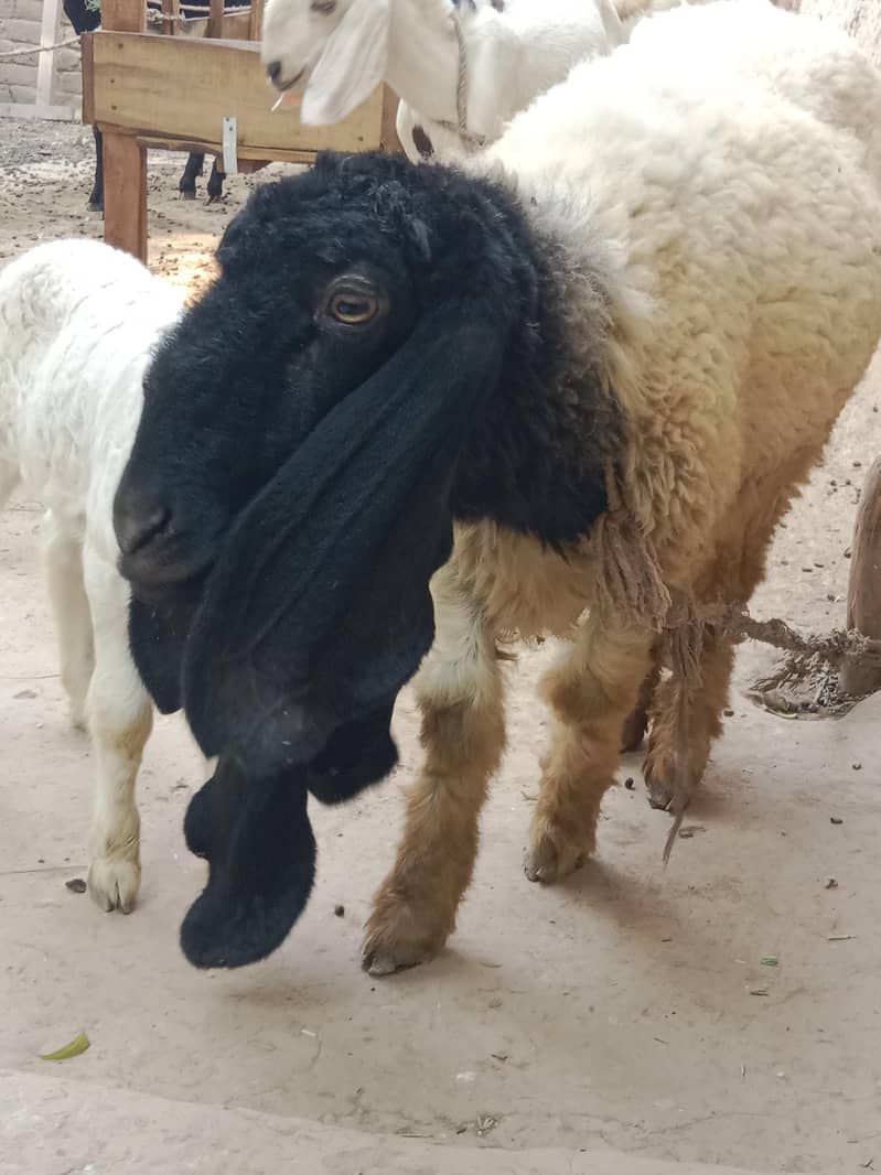 Sheep 1