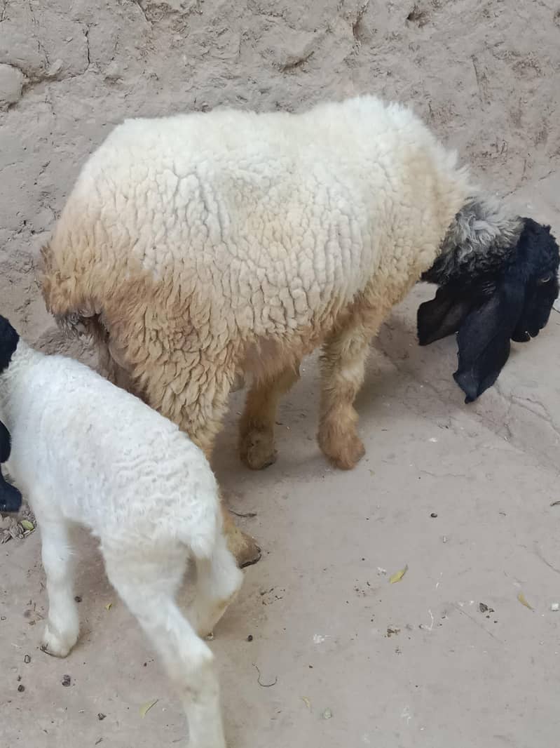 Sheep 2