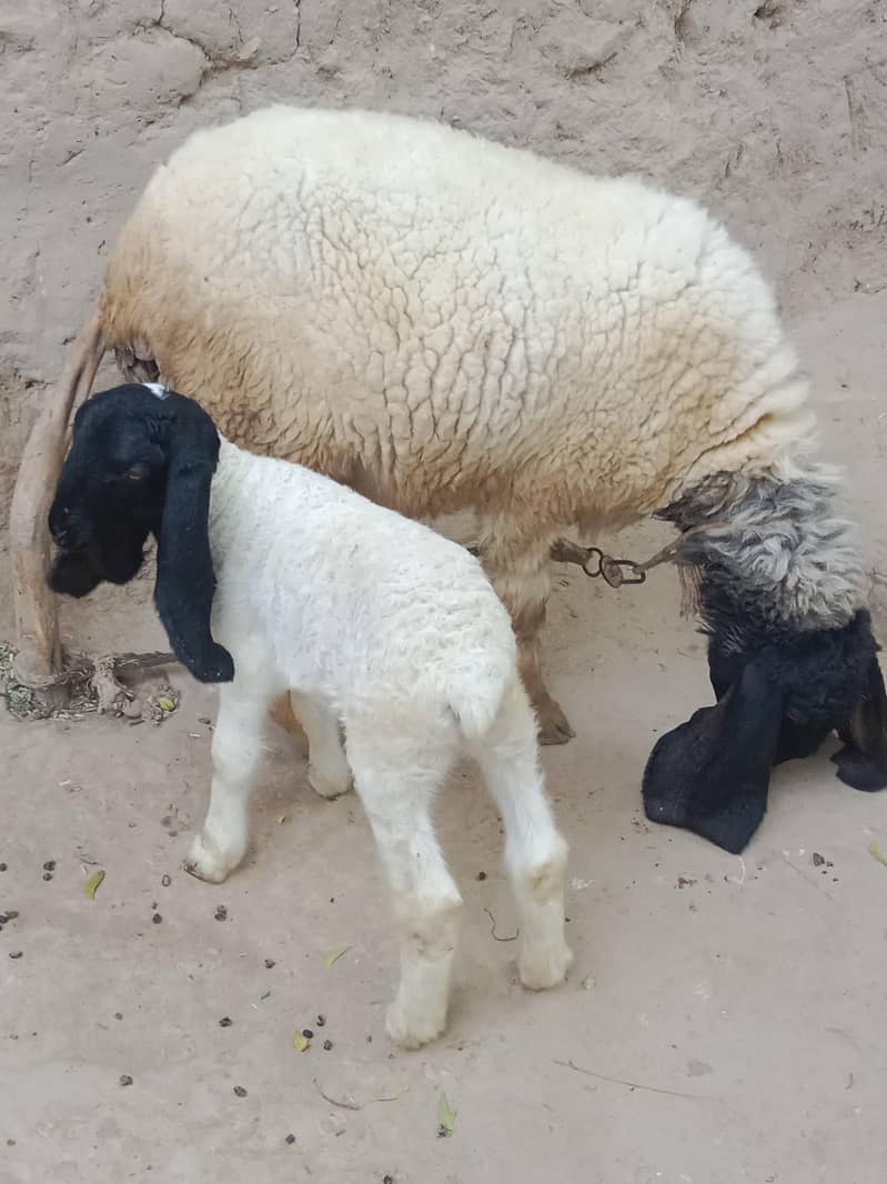 Sheep 3
