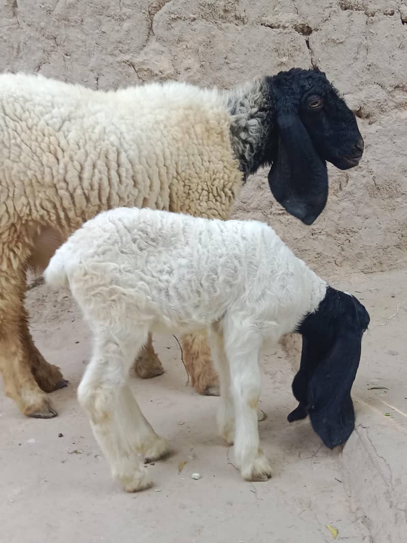 Sheep 4
