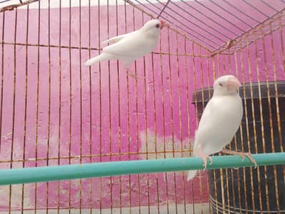 White Java Finch Pair for Sale  | Healthy Pair | Orangi Town Karachi