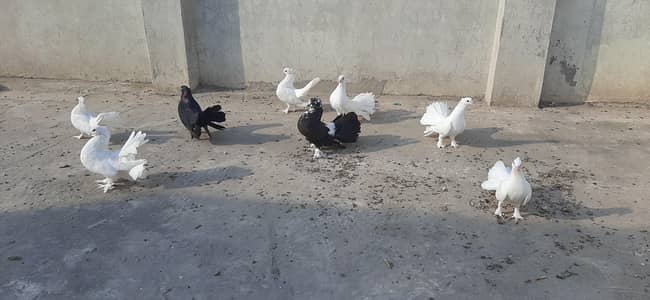 fantail pigeons (laky kabotar)