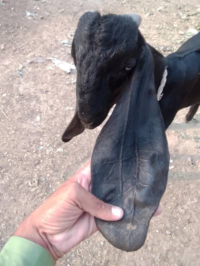 extreme quality bakra