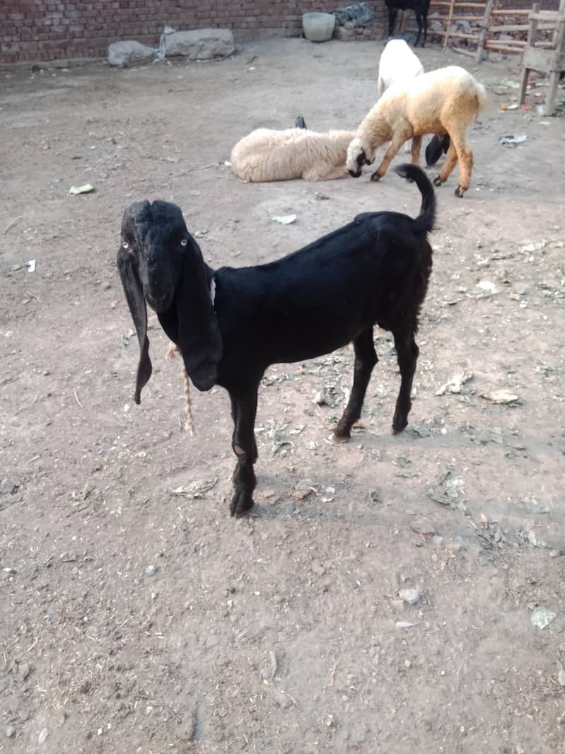 extreme quality bakra 1
