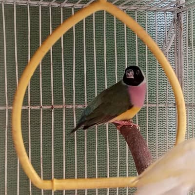 Gouldian Frmale & Java Pair for sale